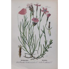 1870 Cyclamen Antique Print Matted Framed Botanical Wild Flower Hand Coloured En
