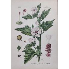 1870 Cyclamen Antique Print Matted Framed Botanical Wild Flower Hand Coloured En
