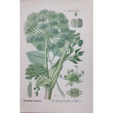 1870 Cyclamen Antique Print Matted Framed Botanical Wild Flower Hand Coloured En