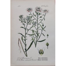 1870 Cyclamen Antique Print Matted Framed Botanical Wild Flower Hand Coloured En