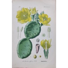 1870 Cyclamen Antique Print Matted Framed Botanical Wild Flower Hand Coloured En