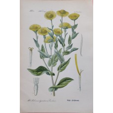 1870 Cyclamen Antique Print Matted Framed Botanical Wild Flower Hand Coloured En