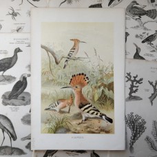 1888 African Ostrich Birds Antique Print Chromolithograph German Natural History