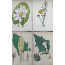 1870 Golden Saxefrage Antique botanical lithograph Matted Framed Wild Flower Han