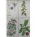 1870 Golden Saxefrage Antique botanical lithograph Matted Framed Wild Flower Han