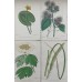 1870 Golden Saxefrage Antique botanical lithograph Matted Framed Wild Flower Han