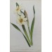1870 Golden Saxefrage Antique botanical lithograph Matted Framed Wild Flower Han