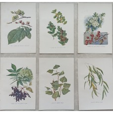 1870 Golden Saxefrage Antique botanical lithograph Matted Framed Wild Flower Han