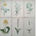 1870 Golden Saxefrage Antique botanical lithograph Matted Framed Wild Flower Han