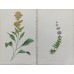 1870 Golden Saxefrage Antique botanical lithograph Matted Framed Wild Flower Han
