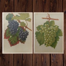 1876 Antique Hand-colored Botanical Lithograph Illustrations from German Botany