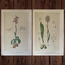 1876 Antique Hand-colored Botanical Lithograph Illustrations from German Botany