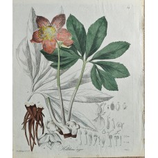 Christmas Rose 1820 Original Antique Copper Engraving Friedrich Gottlob Hayne