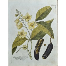 Cassia fistula 1800 Original Antique Copper Engraving Ferdinand Bernhard Vietz