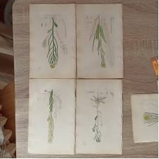 Western European Drawing the Hermitage Book
