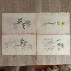 Western European Cameos Book