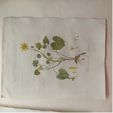 Antique Print Ranunculus Ficaria Sepp Flora Batava 1814