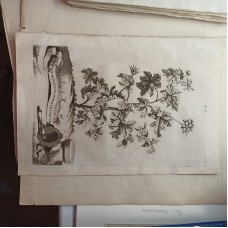Geranium Abraham Munting 1696 Botanical Engraving