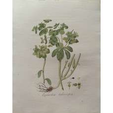 Antique Print-Euphorbia helioscopia-Sepp-Flora Batava-1814