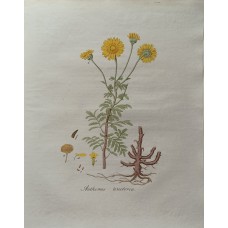 Antique Print Anthemis tinctoria Sepp Flora Batava 1814