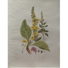 Antique Print Verbascum nigrum Sepp Flora Batava 1814