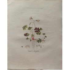 Antique Print Oxalis Acetosella Sepp Flora Batava 1814