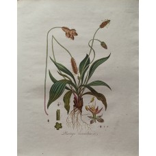 Antique Print Plantßgo lanceolßta Sepp Flora Batava 1814