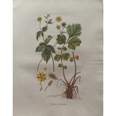 Antique Print Geum urbanum Sepp Flora Batava 1814