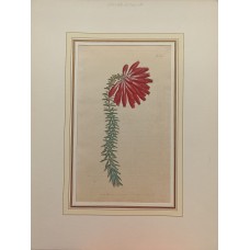 Plate the Antique Roses Lomonosov