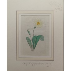 Lomonosov Cobalt Gold Plate Guipure
