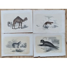 Bicknell 1851 Lot of 6 Antique Natural History Prints. Book Plates Bicknell 1851 Lot of 6 Antique Natural History Prints. Book Plates