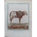 Leclerc, Fritzsch, Buffon Old Colored Copper Stitch circa 1780 Decorative