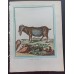 Leclerc, Fritzsch, Buffon Old Colored Copper Stitch circa 1780 Decorative