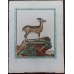 Leclerc, Fritzsch, Buffon Old Colored Copper Stitch circa 1780 Decorative