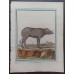 Leclerc, Fritzsch, Buffon Old Colored Copper Stitch circa 1780 Decorative
