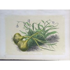 antique colored lithographs antique colored lithographs