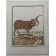 Antique hand-colored engraving Le Belier D'Islande (The Icelandic Ram) by George Antique hand-colored engraving Le Belier D'Islande (The Icelandic Ram) by George