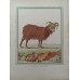 Antique hand-colored engraving Le Belier D'Islande (The Icelandic Ram) by George