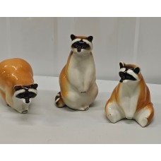 Beautiful Raccoon Lomonosov