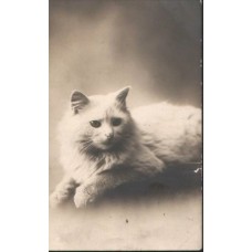 Cat Antique Postcard