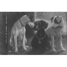 Dachshund and 2 Mongrels Antique Postcard