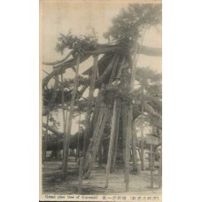 Great Pine Tree Chinese Antique Postcard