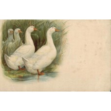 Geese Russian Antique Postcard