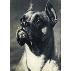 USSR 1969 Boxer Old Postcard